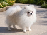 Superbe mâle Spitz Nain blanc disponible pour saillie