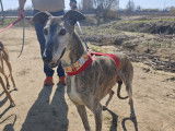 Apache, magnifique Galgo Espagnol à adopter en association