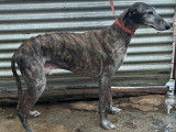 Apache, magnifique Galgo Espagnol à adopter en association