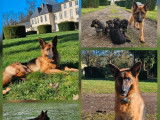 À vendre, 3 mâles et 1 femelle Berger Allemand LOF poils courts, nés en janvier 2026