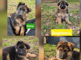 À vendre, 3 mâles et 1 femelle Berger Allemand LOF poils courts, nés en janvier 2026