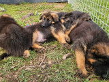 À vendre, 3 mâles et 1 femelle Berger Allemand LOF poils courts, nés en janvier 2026