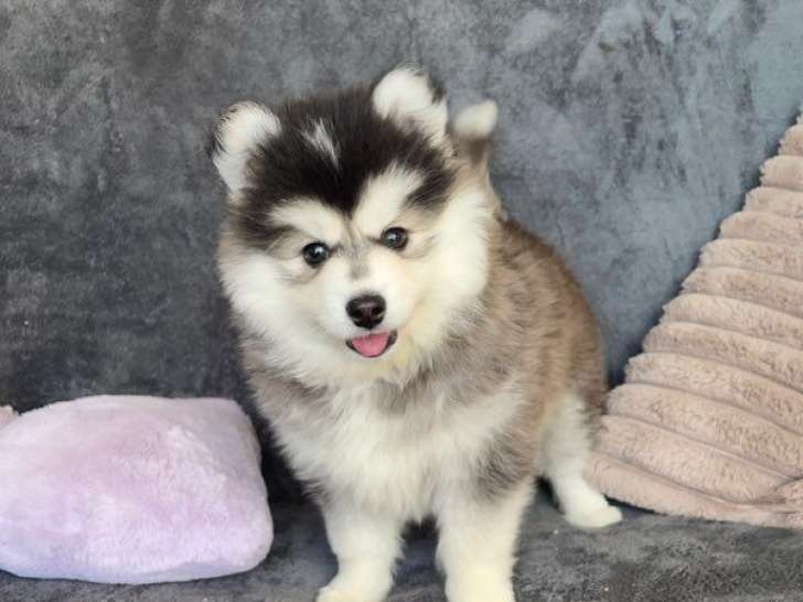 À vendre, 2 chiots Pomsky mini, nés en décembre 2025