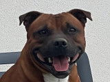 Mâle Staffordshire Bull Terrier disponible pour saillie