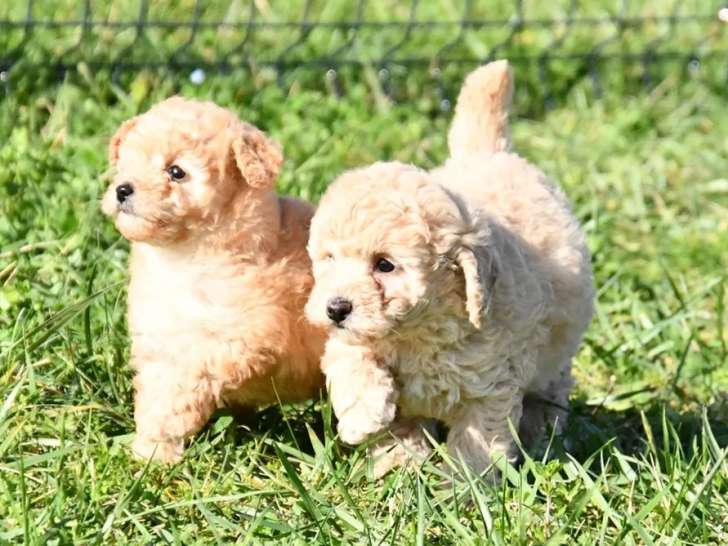 À vendre, 2 femelles Caniche Nain abricot, nées en janvier 2026, disponibles