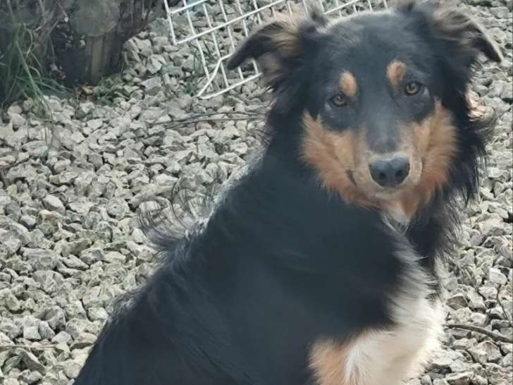 À vendre, mâle Border Collie LOF 9 mois, noir tricolore, né en juin 2025