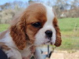 À vendre, mâle Cavalier King Charles LOF blenheim, né en décembre 2025