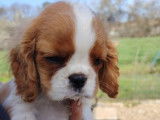 À vendre, mâle Cavalier King Charles LOF blenheim, né en décembre 2025