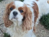À vendre, mâle Cavalier King Charles LOF blenheim, né en décembre 2025