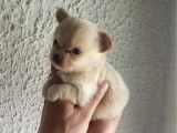 À réserver, mâle Chihuahua poils longs crème, né en février 2026, disponible mi-avril