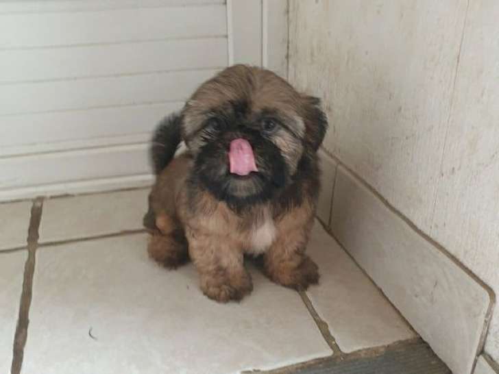 À vendre, 2 mâles Shih Tzu, doré et noir et blanc, nés en décembre 2025