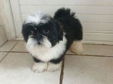 À vendre, 2 mâles Shih Tzu, doré et noir et blanc, nés en décembre 2025
