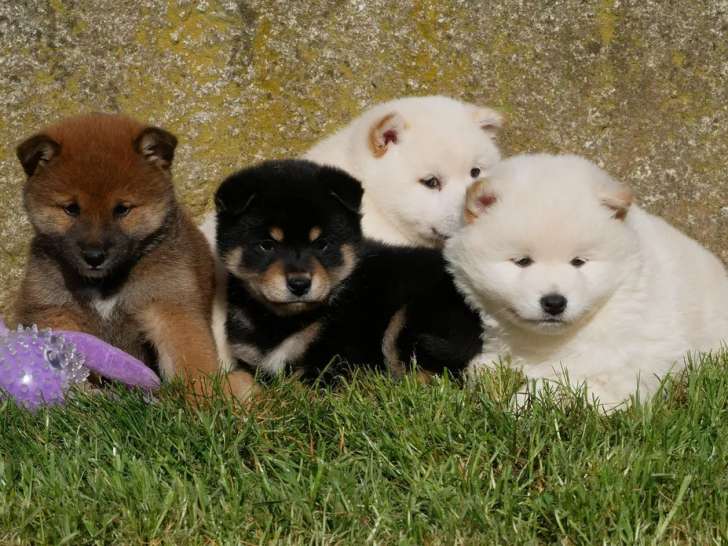 À réserver, 3 mâles et 1 femelle Shiba Inu LOF, plusieurs couleurs, nés en janvier 2026