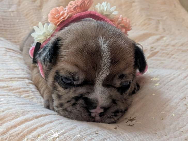 Chiots Bouledogue Français à vendre