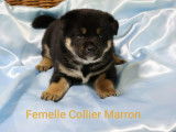 Magnifiques chiots Shiba Inu à vendre