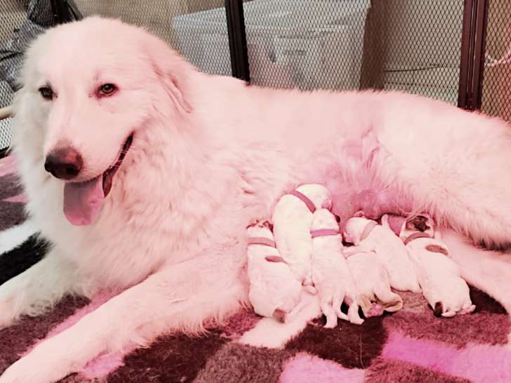 Chiots Patou à vendre