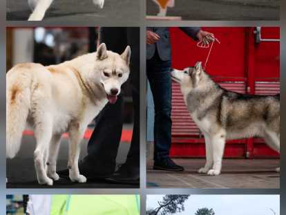 Magnifiques chiots Husky Sibérien à vendre
