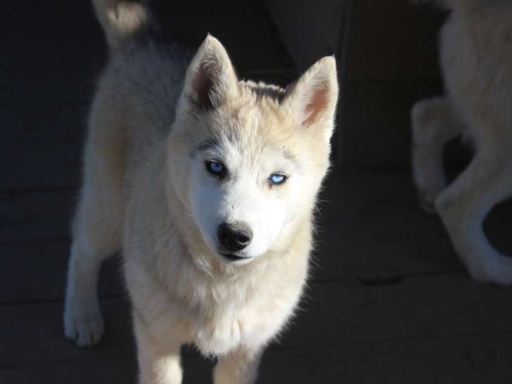 Chiot Husky Sibérien de 3 mois à vendre