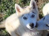 Chiot Husky Sibérien de 3 mois à vendre