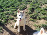 Chiot Husky Sibérien de 3 mois à vendre