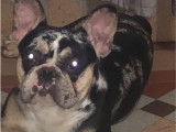 Mâle Bouledogue Français à vendre, né en janvier 2025