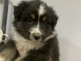 8 Chiots Berger Australien LOF Nés 18 Janvier Réservation