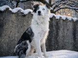 Recherche femelle Border Collie pour saillie