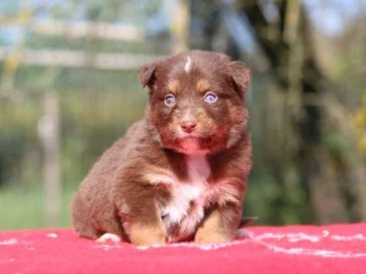 À réserver 7 Chiots Berger Australien Rouge Tricolore Et Rouge Merle LOF