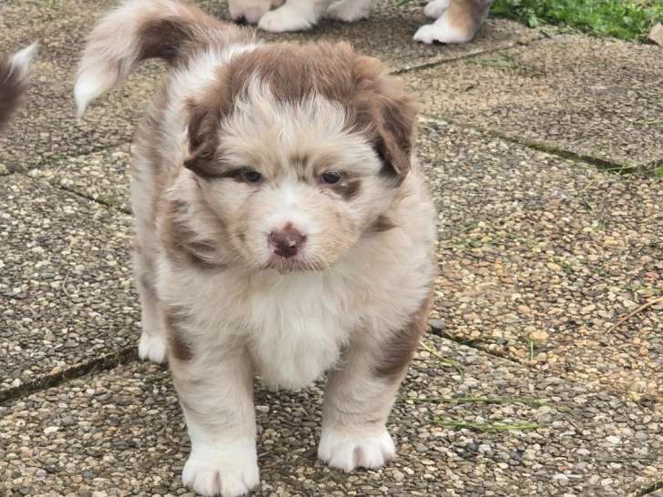 Femelle Berger Australien Rouge LOF Chiot Réservation