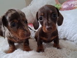 Magnifiques chiots Teckels nains LOF à vendre