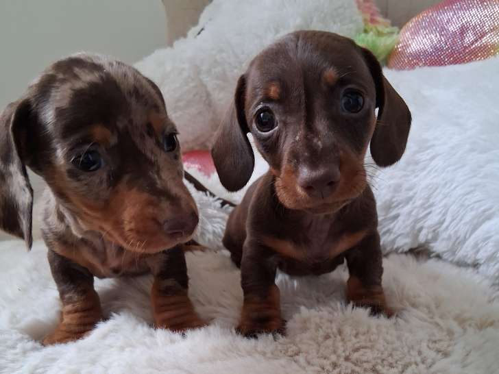 Magnifiques chiots Teckels nains LOF à vendre