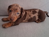 Magnifiques chiots Teckels nains LOF à vendre