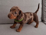 Magnifiques chiots Teckels nains LOF à vendre