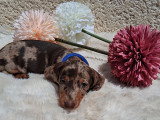 Magnifiques chiots Teckels nains LOF à vendre