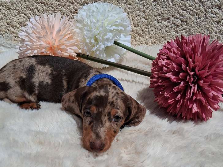 Magnifiques chiots Teckels nains LOF à vendre