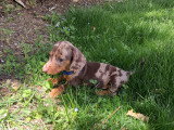 Magnifiques chiots Teckels nains LOF à vendre