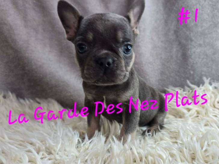 2 femelles Bouledogue Français à vendre, bleu tan, nées en janvier 2026