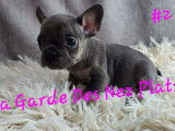 2 femelles Bouledogue Français à vendre, bleu tan, nées en janvier 2026