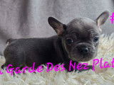 2 femelles Bouledogue Français à vendre, bleu tan, nées en janvier 2026