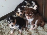 Chiots Pomsky F3 à vendre