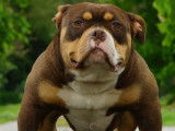 Femelle American Bully pocket à vendre, née en juillet 2024