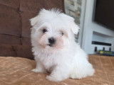 Mâle Bichon Maltais Toy à réserver, né en janvier 2026