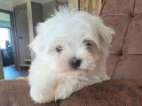 Mâle Bichon Maltais Toy à réserver, né en janvier 2026