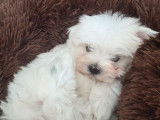 Mâle Bichon Maltais Toy à réserver, né en janvier 2026
