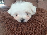 Mâle Bichon Maltais Toy à réserver, né en janvier 2026