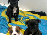 3 femelles Staffordshire Bull Terrier LOF à réserver, nées en février 2026