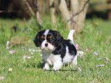 Mâle Cavalier King Charles Tricolore LOF à réserver, né en janvier 2026