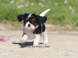 Mâle Cavalier King Charles Tricolore LOF à réserver, né en janvier 2026