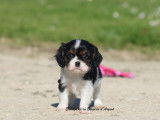 Mâle Cavalier King Charles Tricolore LOF à réserver, né en janvier 2026