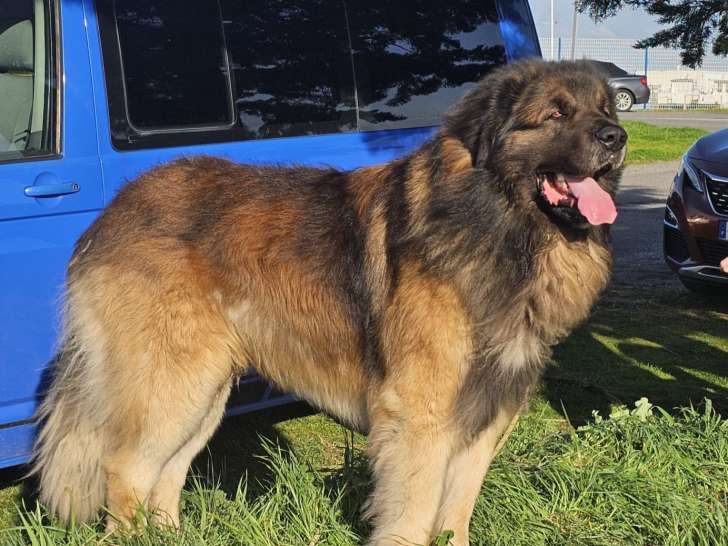 Mâle Leonberg de 5 ans LOF disponible pour saillie